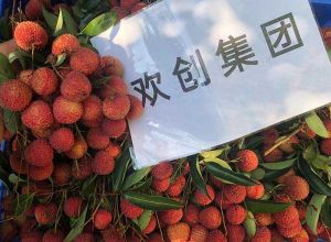 夏日好“枝”味，歡創(chuàng)集團發(fā)?！袄蟆崩?></div>
                                <div   id=